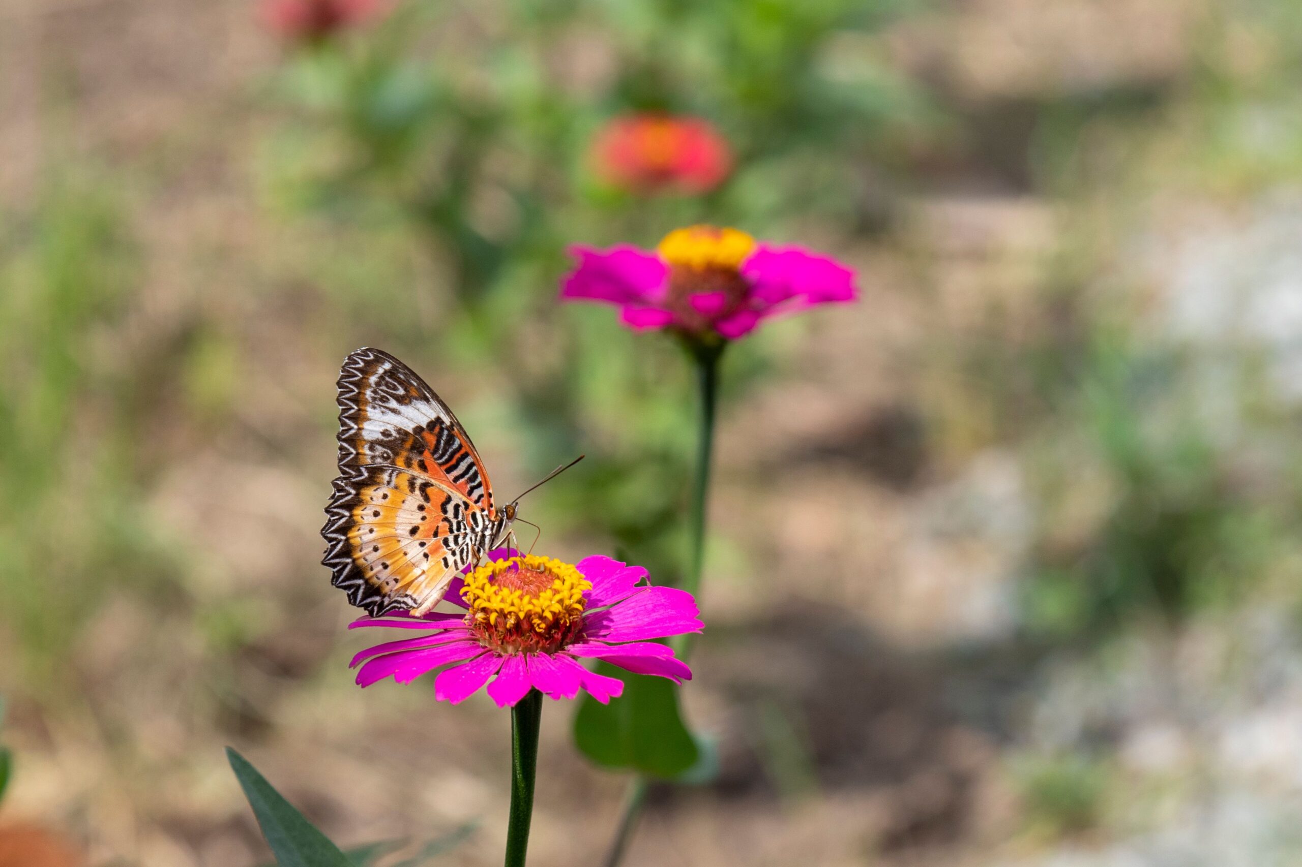 A butterfly resting on a pink flower